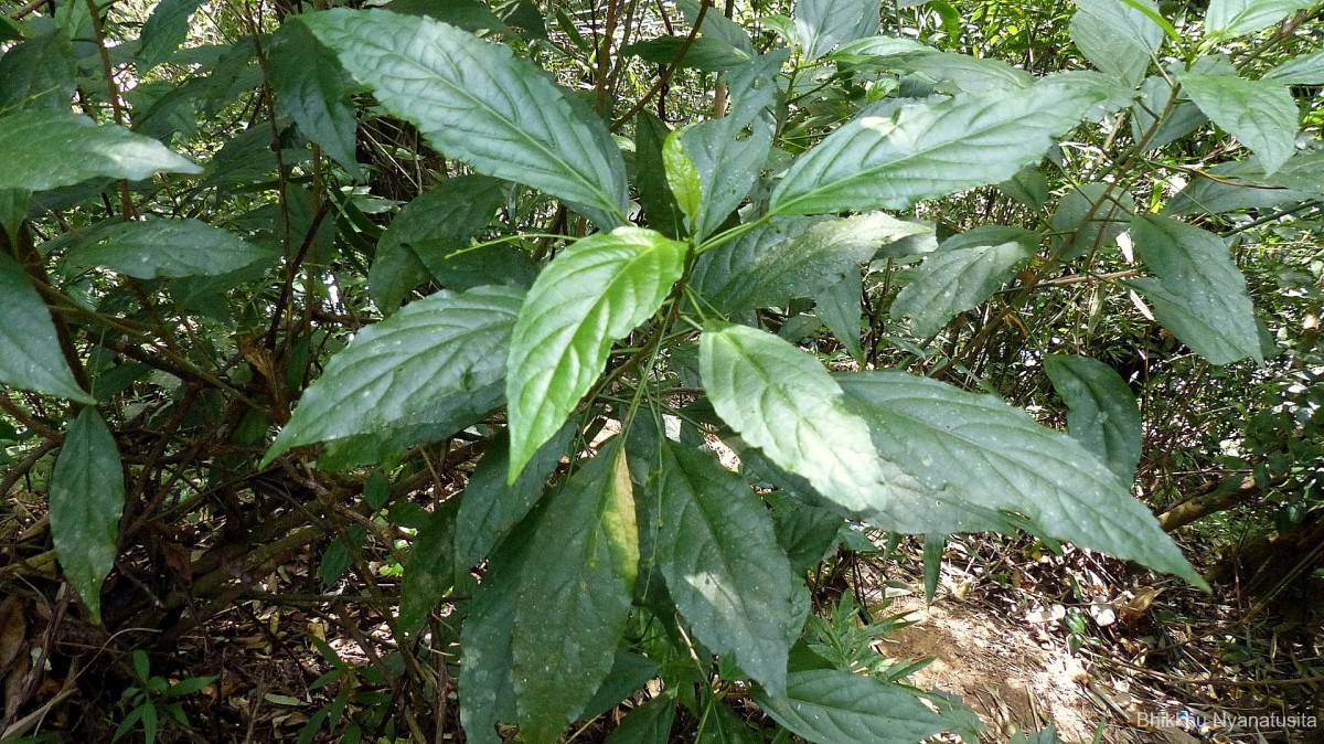Micrococca oligandra (Müll.Arg.) Prain